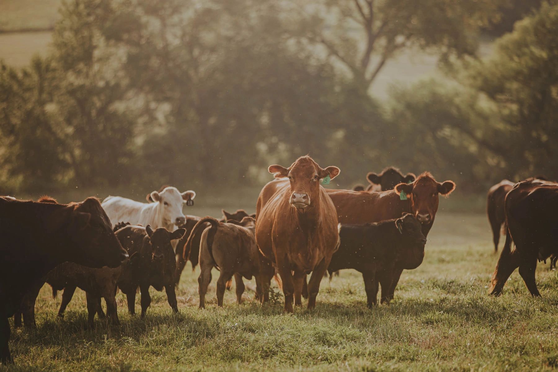 Iowa Beef Expo 2025